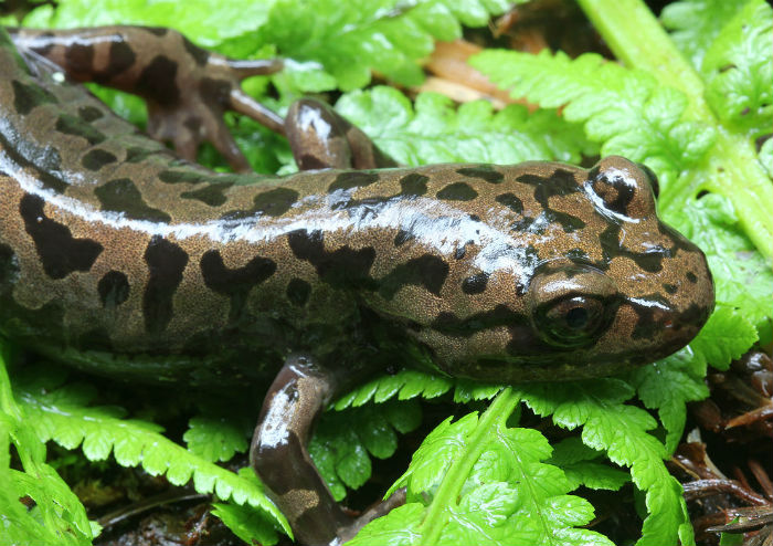 Coastal Giant Salamander